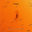 SN2008aq.finder.png